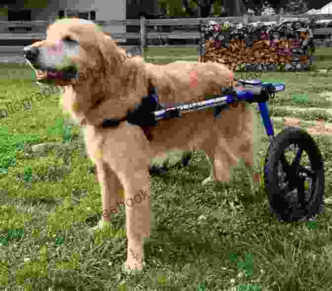 A Dog With A Wheelchair With Pet Lonnie Pelletier