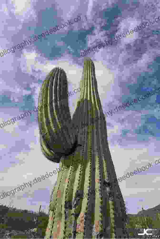 A Majestic Saguaro Cactus Stands Tall In The Sonoran Desert, Its Ribbed Stem A Testament To Its Resilience. Plants Of Arizona 2nd (Falcon Guides)