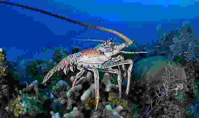 A Spiny Lobster MARINE DECAPOD CRUSTACEANS: Lobsters Spiny Lobsters Slipper Lobsters Squat Lobsters King Crabs Crabs Hermits Prawns Shrimps