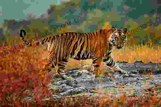 A Tiger In A National Park India The Home Of Real Adventure 1