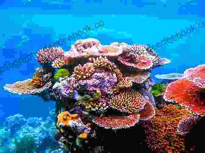 An Image Of A Coral Reef. Oceanography And Marine Biology: An Annual Review Volume 58 (Oceanography And Marine Biology An Annual Review)