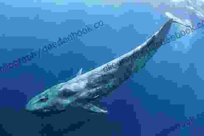 Blue Whale Swimming In The Ocean It Can T Be True Animals : Unbelievable Facts About Amazing Animals