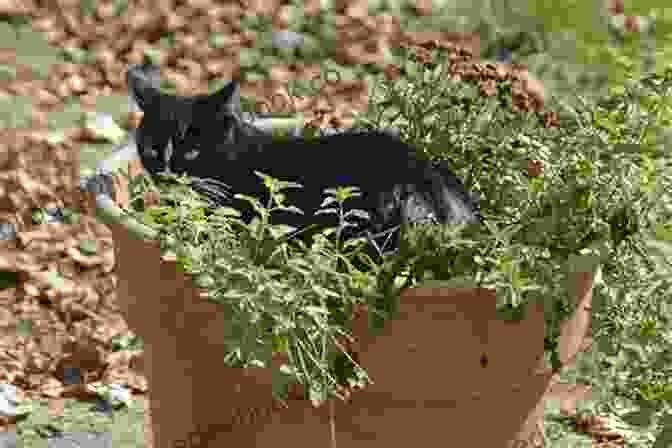 Catnip Herb For Cats The Veterinarians Guide To Natural Remedies For Cats: Safe And Effective Alternative Treatments And Healing Techniques From The Nations Top Holistic Veterinarians