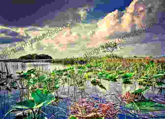 Everglades City, Southwest Florida Southwest Florida Backroads Travel: Day Trips Off The Beaten Path: Towns Beaches Historic Sites Wineries Attractions (FLORIDA BACKROADS TRAVEL GUIDES 7)