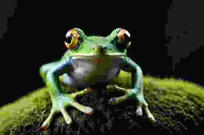Ferdinand The Frog Sits On A Mossy Log In A Dense Forest, Surrounded By Towering Trees And Dappled Sunlight. Once In A Pink Moon : The Frog Tale Trilogy 1