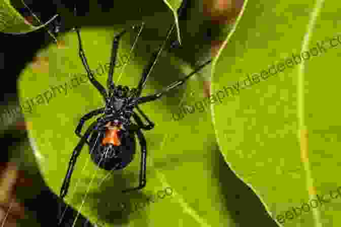 Glossy, Venomous Black Widow Spider On A Leaf Spi Ku: A Clutter Of Short Verse On Eight Legs