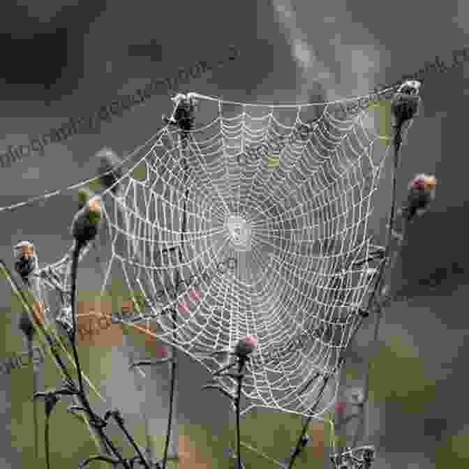 Intricate And Symmetrical Spider's Web, Glistening With Dew Spi Ku: A Clutter Of Short Verse On Eight Legs