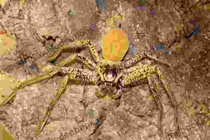 Large, Hairy Huntsman Spider, Poised And Alert Spi Ku: A Clutter Of Short Verse On Eight Legs