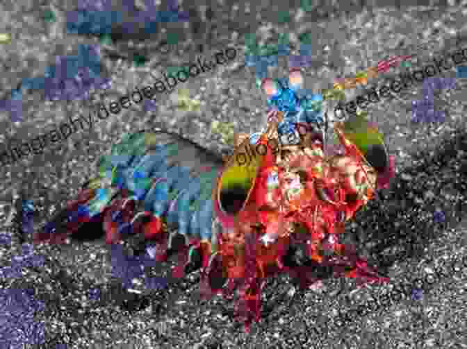 Mantis Shrimp Punching With Its Claws It Can T Be True Animals : Unbelievable Facts About Amazing Animals