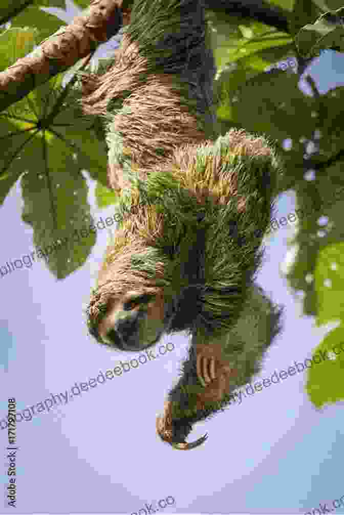 Sloth Hanging Upside Down From A Tree It Can T Be True Animals : Unbelievable Facts About Amazing Animals